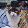 bichimiaw
