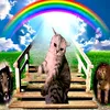 user7887613551492