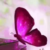 danamel71