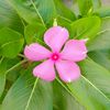 atifa__islam8