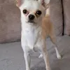 ffmahadjl4