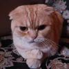 megooomee
