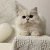 Pet's Paw Diary