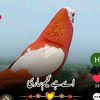 abubakark506