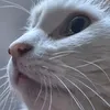 lilico_sp