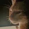 jiu.pitot