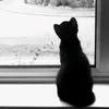 hnkitty0