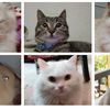 my.cats231