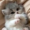meobany