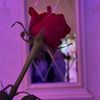 alaa.nader29