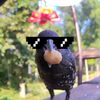 birdnerdtn