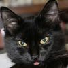 hermano.de.gato.ra