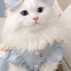224princesseashou