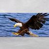 zain.ahmad569