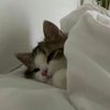 Cute pets07