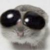 kittens_and_mittens1