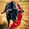 BullfightFury