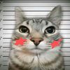 gato_arabe_owo