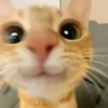 hihahhai