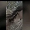 irhasohail38