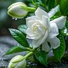 mohammad.misbha5