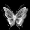 xdoriles04