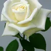 user17808819505
