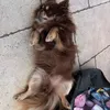 nugget_that_cute_dog