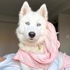 sky_whitewolfie