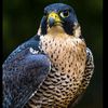 madad_519