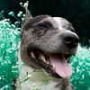 boudreauxthebullymix