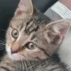 littleziko
