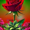 user9810656582586