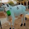 asdaali288