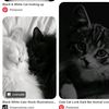 cute.cat0476