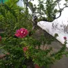truong.giang.nguy375