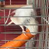 charliechicken