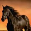 horsefromsquidgame