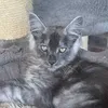 inspectorbonusbeans