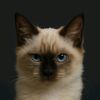 siamo_the_angry_cat