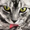 catsdrama_2k25