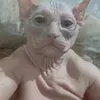 bucetonafrita