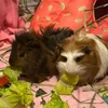 2littlepigges