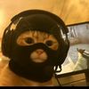 catloverscing