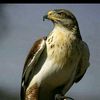 tariq.afridi492