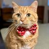 henrythebigorangecat