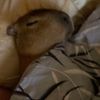 capybara