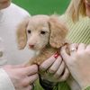 LULU THE DOXIE