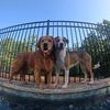 remi.golden.adven