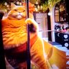 fat.cat960